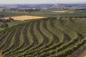 Vignobles charentais d'où est issu le pineau des Charentes