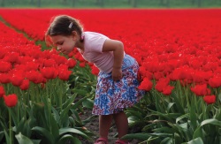 Kleines Mädchen in einem Tulpenfeld. Die Niederlande sind der weltweit größte Produzent von Tulpen