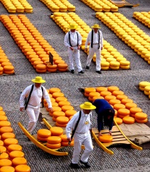 Unzählige Laibe Gouda-Käse auf dem Gouda Käsemarkt in den Niederlanden